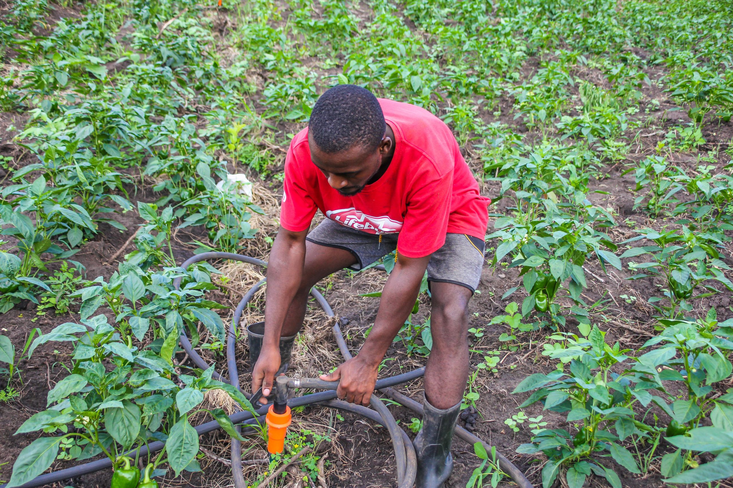 Youth Farmer