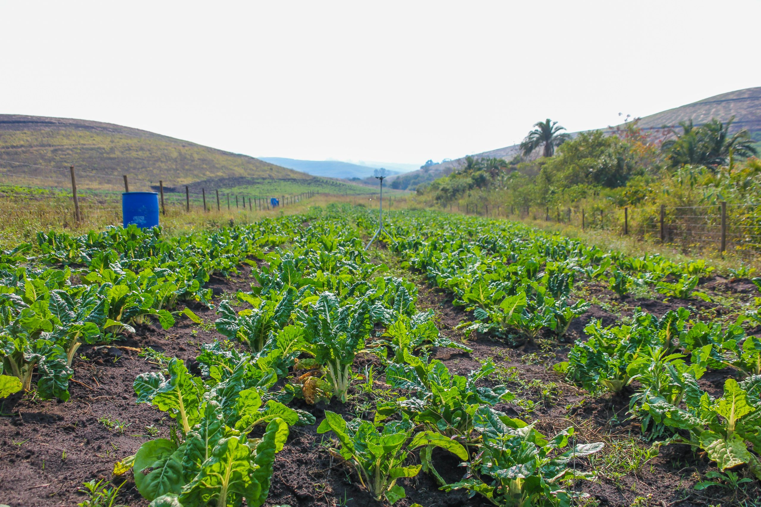 Spinach at Vilikazi Youth Farm - August 2021